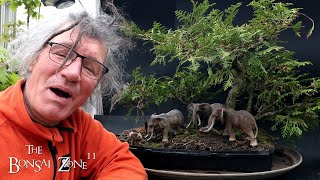 Repotting the Thuja Trees in My Elephant Penjing  The Bonsai Zone March 2024 [upl. by Fair477]