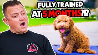 This Puppy Puts Most Dogs to Shame AMAZING Labradoodle Performs PERFECT Training Commands [upl. by Hayimas]