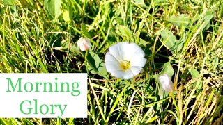 How to Kill Morning Glory  Bindweed in My Lawn [upl. by Dalpe457]