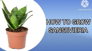 How to grow Sansevieria plant  Growing tips youtube video growingtips [upl. by Keyek207]