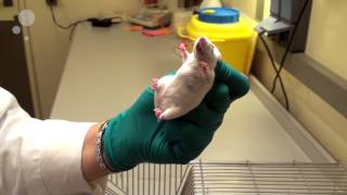 Tail handling and scruff handling of mice one hand only [upl. by Violante]