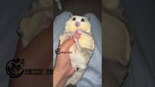 The Ultimate Sugar Glider Experience Cuddly and Playfulcutepets sugerglider smallpet cute [upl. by Carine385]