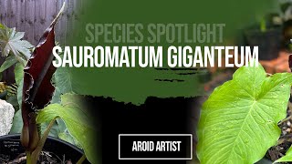 Sauromatum giganteum  species spotlight  Aroids outside in a UK garden [upl. by Joashus]