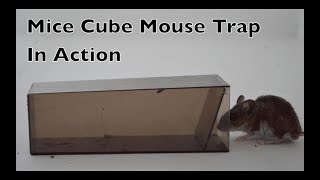 Mice Cube Mouse Trap In Action The Worlds Simplest Live Catch Mouse Trap [upl. by Itteb]