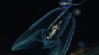 Lobed Comb Jelly  Bolinopsis infundibulum [upl. by Natlus61]