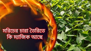 মরিচের চারা তৈরিতে কি ম্যাজিক আছে।।pepper [upl. by Jeffries672]