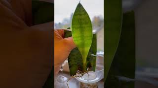 تكاثر نبات جلد النمر Sansevieria من الورقة [upl. by Marve402]