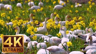 4K WildlifeBirds Video  35 Hours Sounds of Snow Geese  Skagit Valley Snow Geese Part 2 [upl. by Llewxam]