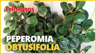 PEPEROMIA OBTUSIFOLIA  Aprenda como cultivar a Peperomia Obtusifolia e a fazer mudas 🪴 [upl. by Asereht]