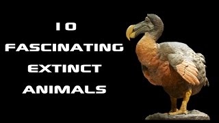 10 Fascinating Extinct Animals Creature Countdown  FreeSchool [upl. by Aned]