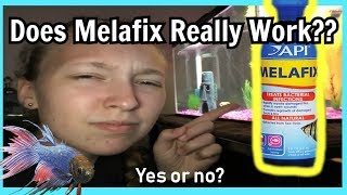 Does MELAFIX work Heres the ANSWER  Can it heal a sick fish fin rot fungus wounds etc [upl. by Etnemelc]