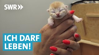 Tierheim Doku – Tierpfleger suchen neues Zuhause für Kitten und Welpen [upl. by Teews308]