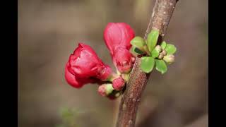 Bonsai Species ProfileFlowering Quince What is it how to care and train for best results [upl. by Osy]