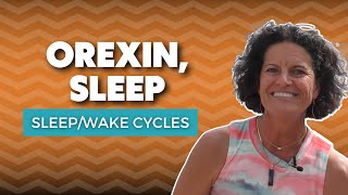 The Orexin Hormone  What Does Orexin Do In Sleep [upl. by Klotz]