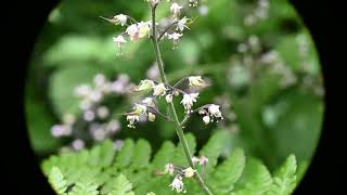 Threeleaf foamflower Tiarella trifoliata [upl. by Gorski]