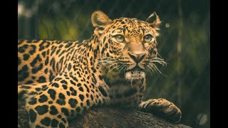 Jaguars Secret The Mystical Bond Between Amazonian Predators and the Sacred Yage Vine [upl. by Donetta]