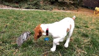 11 week old Brittany Spaniel pointing a grouse wing [upl. by Zoila]