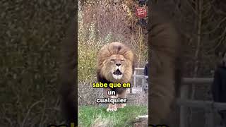 El Majestuoso Rugido del León en el Zoológico [upl. by Enitsrik]