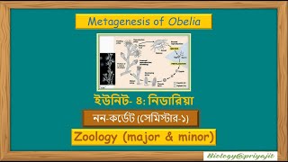 Metagenesis in Obelia [upl. by Sena67]