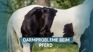 Darmprobleme und Koliken beim Pferd [upl. by Oemor]