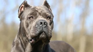 Cane Corso [upl. by Atiseret]