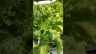 Rasa Selada Green Difu shortvideo garden gardening rasaselada [upl. by Rammus]