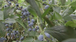 OSU Master Gardener Fertilizing and Mulching Blueberries [upl. by Goulet]