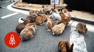 The Mystery of Rabbit Island [upl. by Buseck]