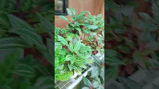 plantita shortvideo [upl. by Francklin]