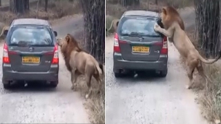 Lions attack safari vehicle Bannerghatta Biological Park [upl. by Etnomed]