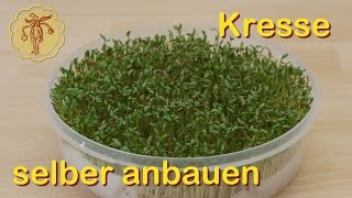 Kresse selber anbauen [upl. by Naji]