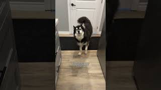 my husky is walking on the floors again husky dogvideos [upl. by Ailegave]