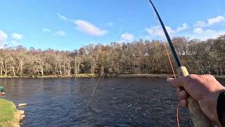 Spring Salmon fishing on the River Spey at Tulchan second visit day2 [upl. by Josselyn]