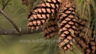 Blue Pines Pinus wallichiana with long cones Thimphu Bhutan [upl. by Baalbeer]