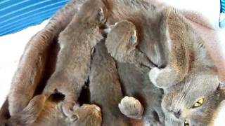 Chatons chartreux de 5 jours élevage du Jardin des Lutins [upl. by Orlantha]