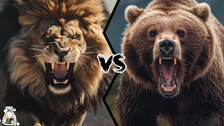 Barbary Lion vs Kodiak Bear – Who would win a fight [upl. by Doownel556]