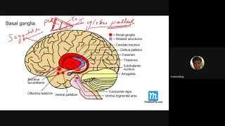 Basal ganglia Extra pyramidal system and Parkinsons disease [upl. by Behn152]