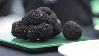 The UK Truffle Festival 2023 Highlights [upl. by Yevreh]