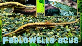 Farlowella acus Kner 1853 HD twig catfish  Aquarium Porte Dorée Paris  052015 [upl. by Fording]