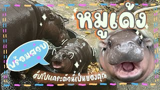 ตามติดชีวิต “หมูเด้ง” ฮิปโปแคระดังที่สุดตอนนี้  Moo Deng khamooandthegang หมูเด้งจะเด้งกี่โมง [upl. by Ajiat]