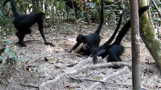 macaco aranha cenas raras queixadas  caititus  pacas [upl. by Ahsilav]