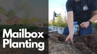 Planting Around a Mailbox  Candy Corn Spirea amp Japanese Maple [upl. by Haret]