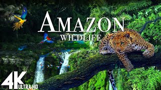 Amazon Wildlife In 4K  Animals That Call The Jungle Home  Amazon Rainforest  Relaxation Film [upl. by Malley133]