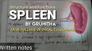 Spleen anatomy in telugu  Anatomy  MLT Healthy vlogs [upl. by Itnaihc]