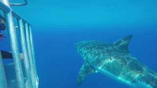 Scarboard great white shark of Guadalupe Island close upscage diving with Horizon charters [upl. by Jasmina]