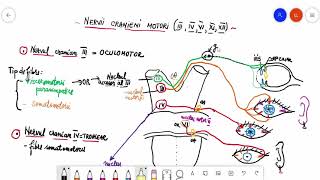 Nervi cranieni motori [upl. by Adnolrehs920]