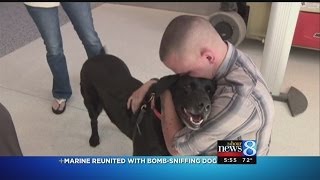 Marine reunited with bombsniffing dog [upl. by Nevart]