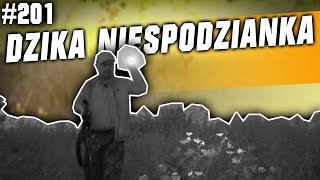 Darz Bór odc 201  Dzika niespodzianka na traperskim polowaniu [upl. by Nnaassilem354]