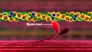 Muscle Contraction Part 3 The Cross Bridge Cycle [upl. by Latsirk]