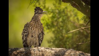 Roadrunner fluttering the unfeathered area beneath the chin gular fluttering to dissipate heat [upl. by Hoeve]